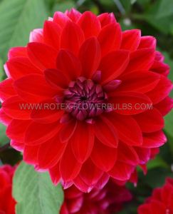 Dahlia Decorative ‘Menorca‘ I (10 Quality Pkgs.x 1) Dahlia Decorative ‘Menorca‘ I (10 Quality Pkgs.x 1)