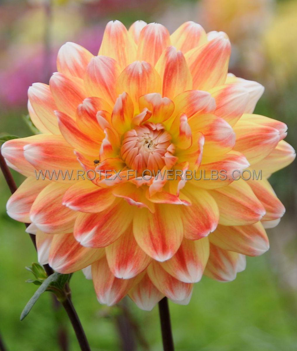Dahlia Decorative 'Peaches & Cream' I (10 Quality Pkgs.x 1