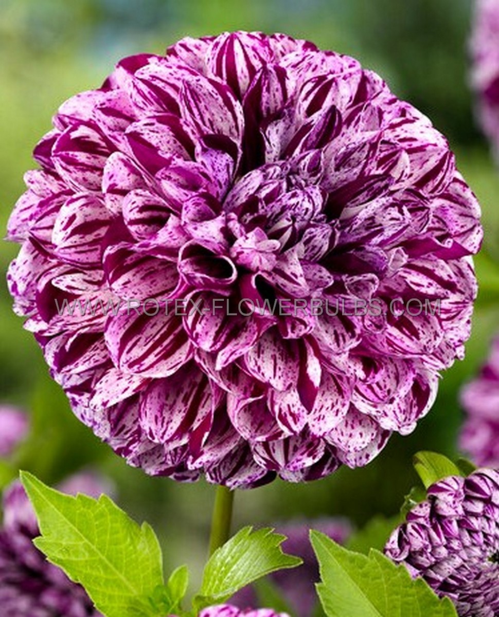 Dahlia Pompon ‘Marble Ball‘ I (10 Quality Pkgs.x 1)