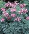 Dicentra Bleeding Heart Formosa Candy Hearts I 25 p.Bag