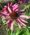 echinacea coneflower purpurea magnus i 25 pbag