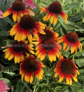 Echinacea (Coneflower) Purpurea ‘Parrot‘ I (25 p.Bag) Echinacea (Coneflower) Purpurea ‘Parrot‘ I (25 p.Bag)