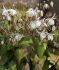 epimedium barrenwort youngianum niveum i 25 pbag