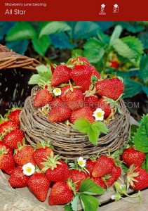 STRAWBERRY ‘ALL STAR ‘ (EVERBEARING) NO.1 - ST211 (100 P.BAG)