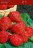 fruit strawberry chandler i june bearing 100 popen top box