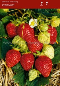 STRAWBERRY ‘EVERSWEET ‘ (EVERBEARING) NO.1 - ST165 (100 P.BAG)