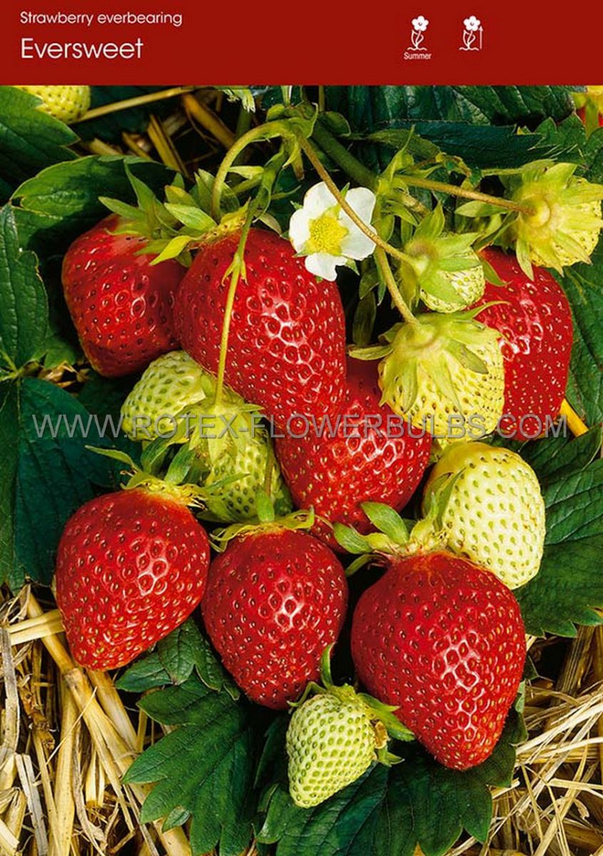 fruit strawberry eversweet i ever bearing 100 popen top box