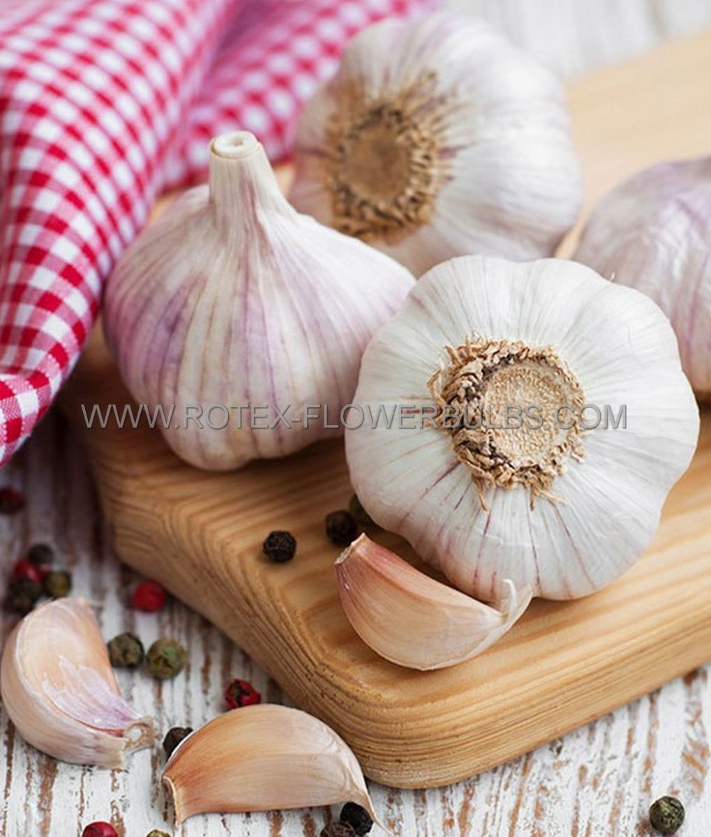garlic bulbs no1 eg100 50 cloves