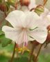 Geranium (Cranesbill) Cantabrigiense ‘Biokovo‘ I (25 p.Bag)