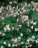 Geranium Cranesbill Cantabrigiense Biokovo I 250 p.Carton