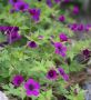 Geranium (Cranesbill) Hybrid ‘Ann Folkard‘ I (25 p.Bag) Geranium (Cranesbill) Hybrid ‘Ann Folkard‘ I (25 p.Bag)