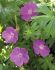 Geranium Cranesbill Sanguineum I 25 p.Bag