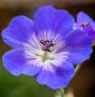 Geranium (Cranesbill) Wallichianum ‘Bloom Me Away‘ I (25 p.Bag)
