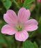 geranium endressii wargrave pink i 25 pbag