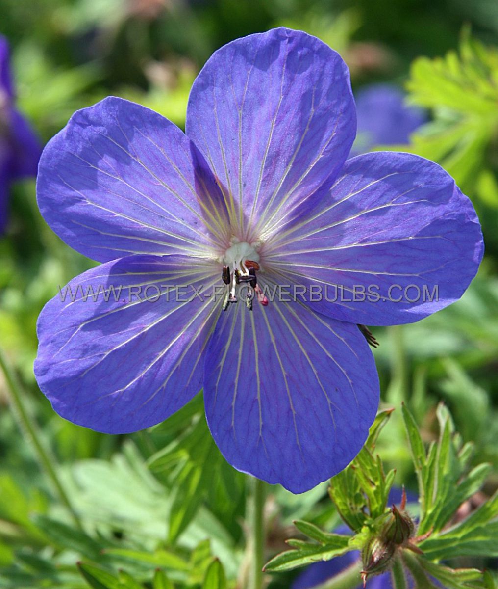 geranium hybrida johnsons blue i 25 pbag