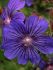 geranium hybrida sabani blue i 25 pbag