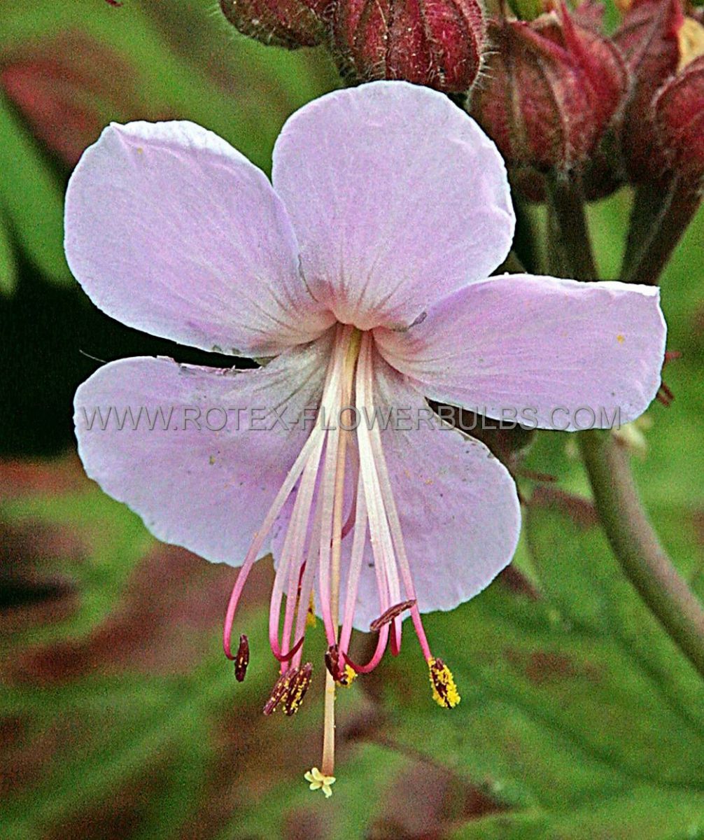 geranium macrorrhizum ingwersens variety i 25 pbag