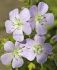 geranium maculatum chatto i 25 pbag