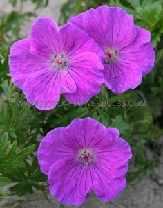 Geranium (Cranesbill) Sanguineum I (25 p.Bag)