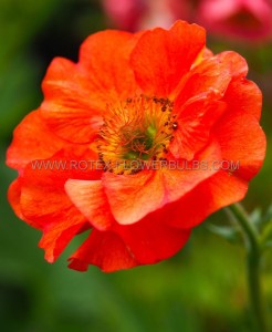 Geum (Avens) Spp. ‘Prinses Juliana‘ I (200 p.Carton)