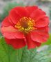 Geum (Avens) Spp. ‘Sangria‘ I (25 p.Bag)