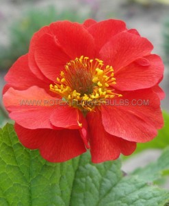 Geum (Avens) Spp. ‘Sangria‘ I (25 p.Bag)