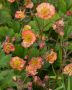 Geum (Avens) Spp. ‘Mango‘ I (25 p.Bag)