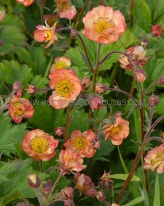 Geum (Avens) Spp. ‘Mango‘ I (25 p.Bag)
