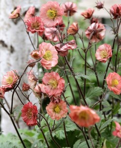GEUM (CHOCOLATE ROOT) RIVALE ‘FLAMES OF PASSION‘ I (25 P.BAG)