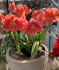giftparcelsindoor culture plastic luxury pots amaryllis rosalie 2830 cm 12 pcs
