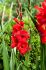Gladiolus Hybrid Oscar 1214 cm. 50 p.Bag