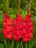 Gladiolus Hybrid Oscar 1214 cm. 50 p.Bag