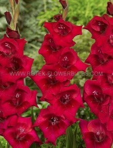 Gladiolus Hybrid ‘Plum Tart‘ 12/14 cm. (50 p.Bag)