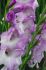 Gladiolus Large Flowering Blue Isle 1214 cm. 10 Quality Pkgs.x 10
