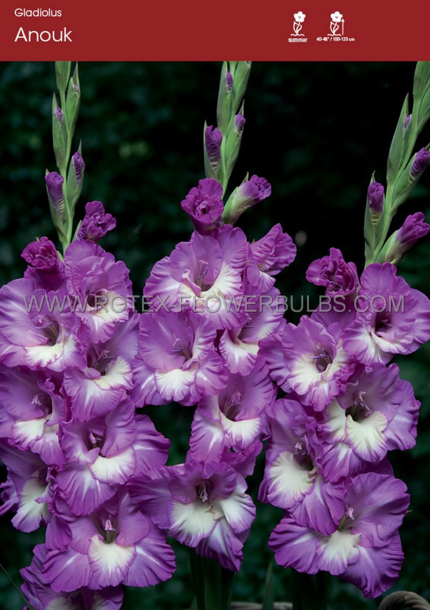 gladiolus large flowering anouk 14 cm 100 pbinbox