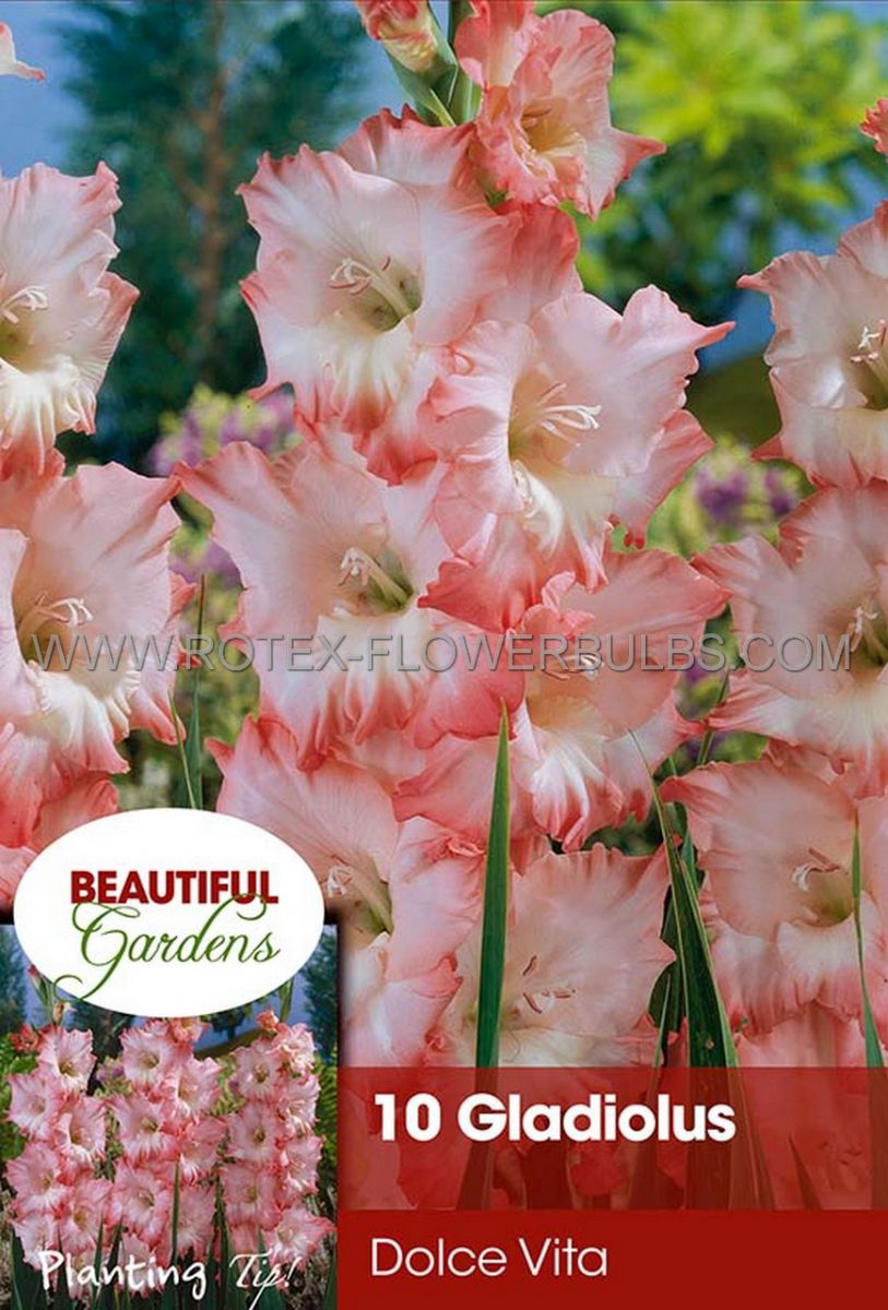 gladiolus large flowering dolce vita 1214 cm 10 pkgsx 10