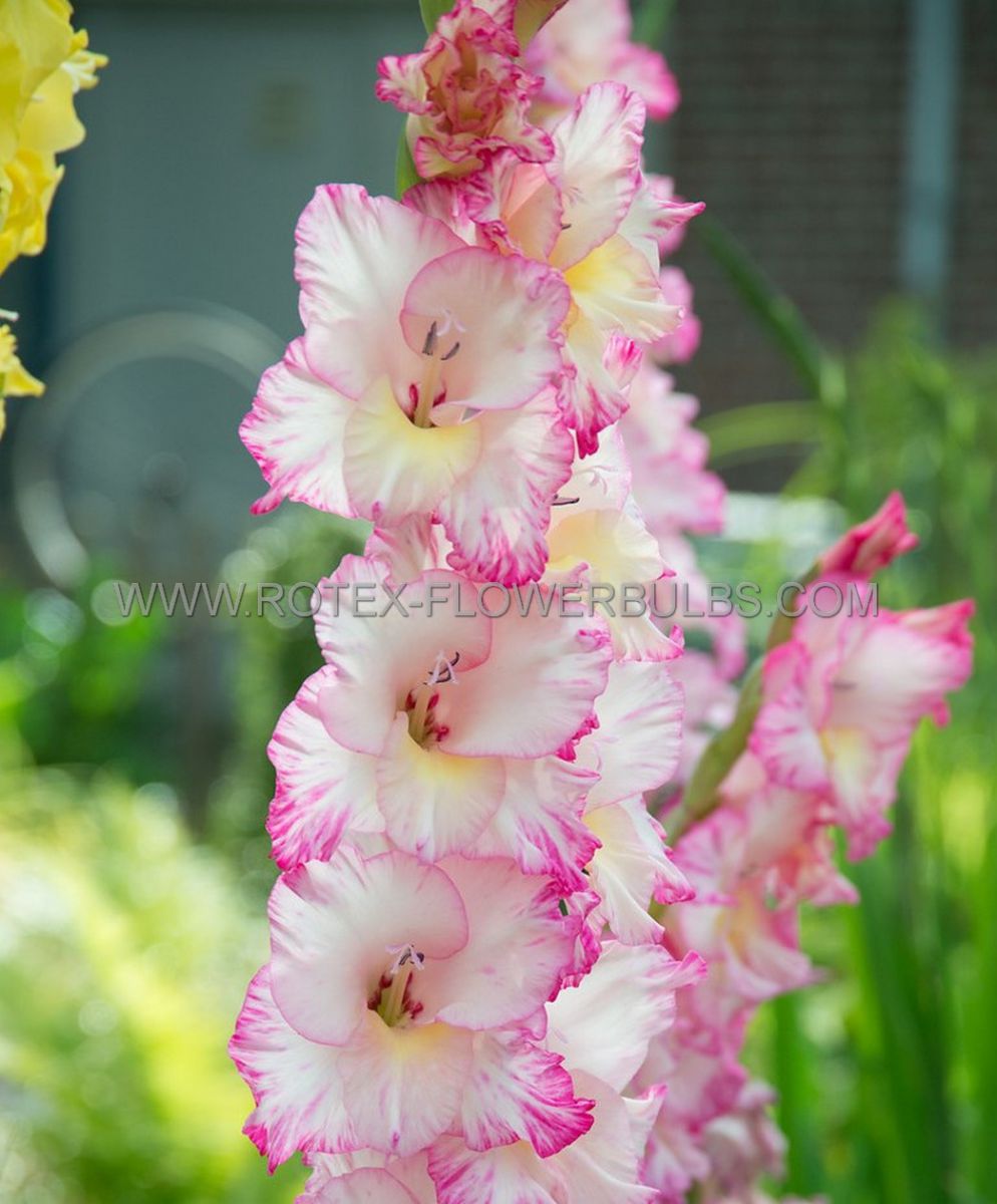 gladiolus large flowering dolce vita 14 cm 100 pbinbox