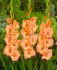 gladiolus large flowering georgia peach 1214 cm 10 quality pkgsx 10