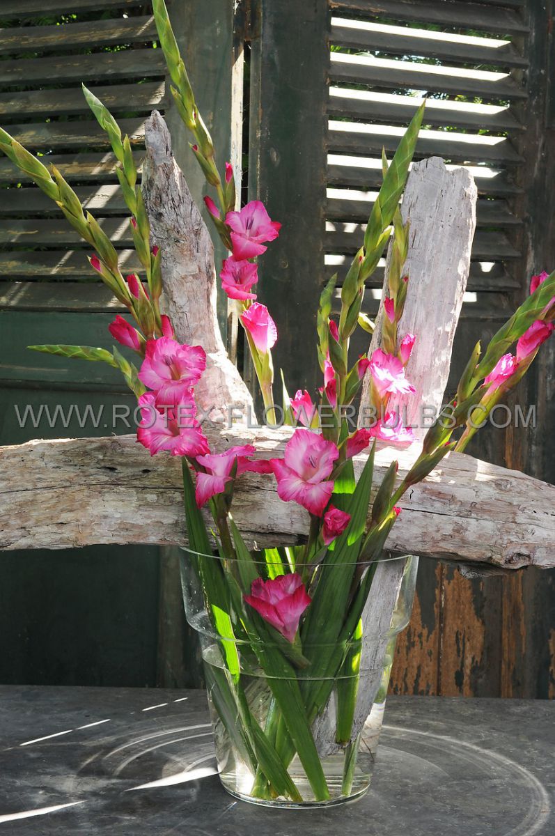 gladiolus large flowering isla margarita 14 cm 100 pbinbox