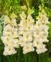 gladiolus large flowering ivory priscilla 1214 cm 100 loose pbinbox