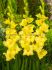 gladiolus large flowering jacksonville gold 1214 cm 10 pkgsx 10