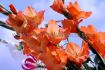 gladiolus large flowering jessica 1214 cm 10 pkgsx 10
