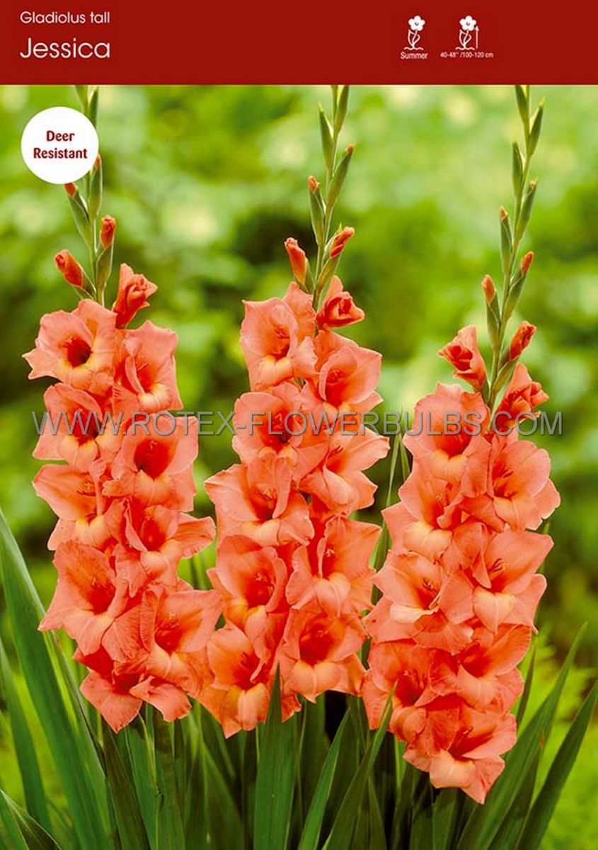 gladiolus large flowering jessica 14 cm 100 pbinbox