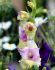 gladiolus large flowering mon amour 1214 cm 100 loose pbinbox