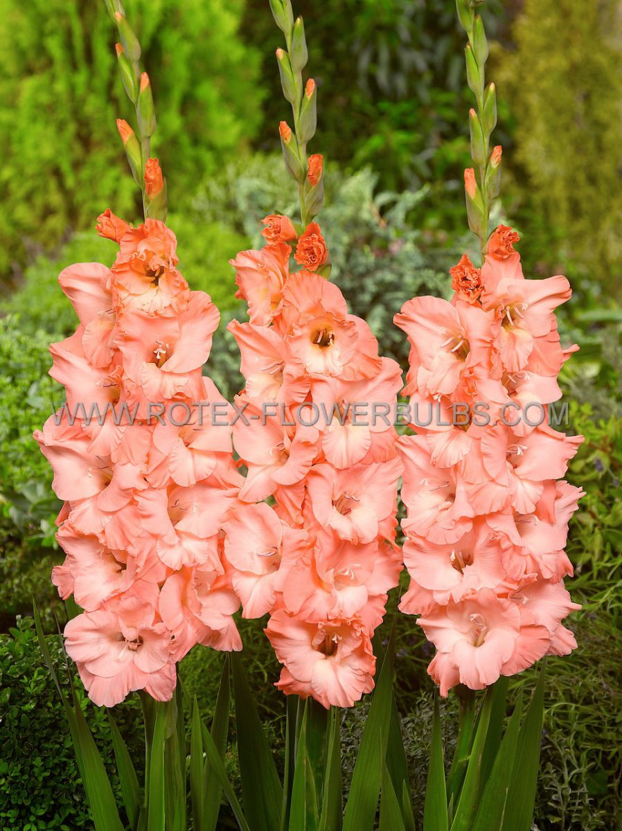 gladiolus large flowering monica 14 cm 100 pbinbox