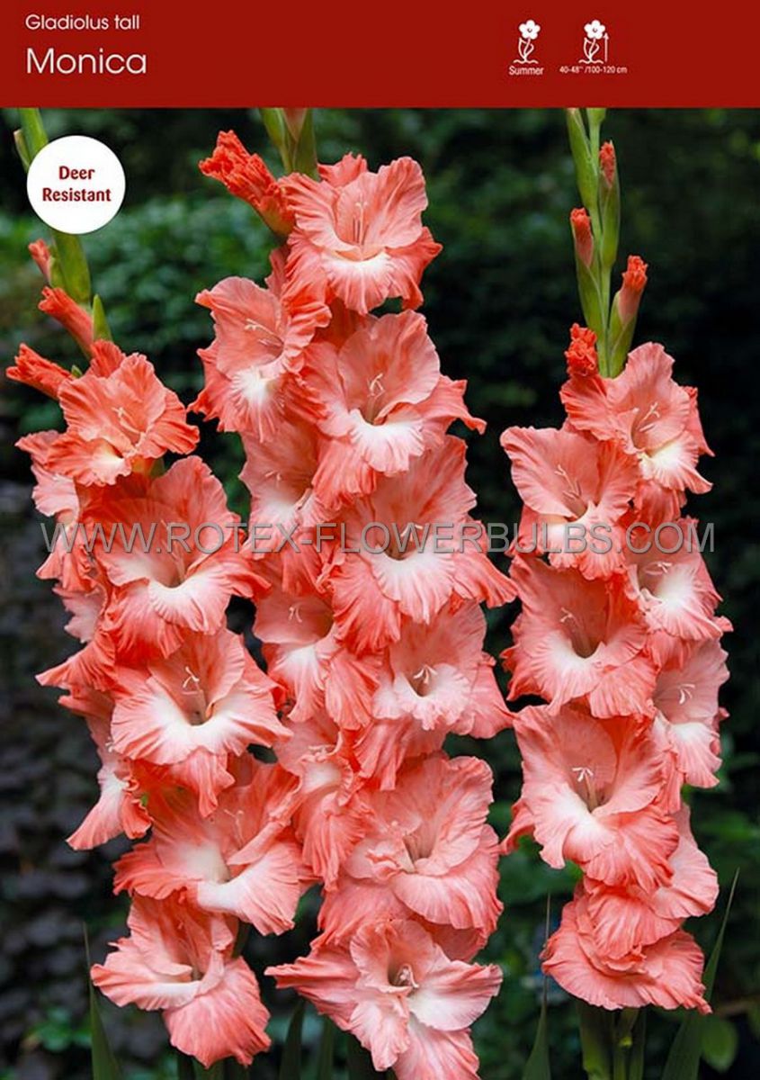 gladiolus large flowering monica 14 cm 100 pbinbox
