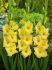 gladiolus large flowering nova lux 14 cm 100 pbinbox