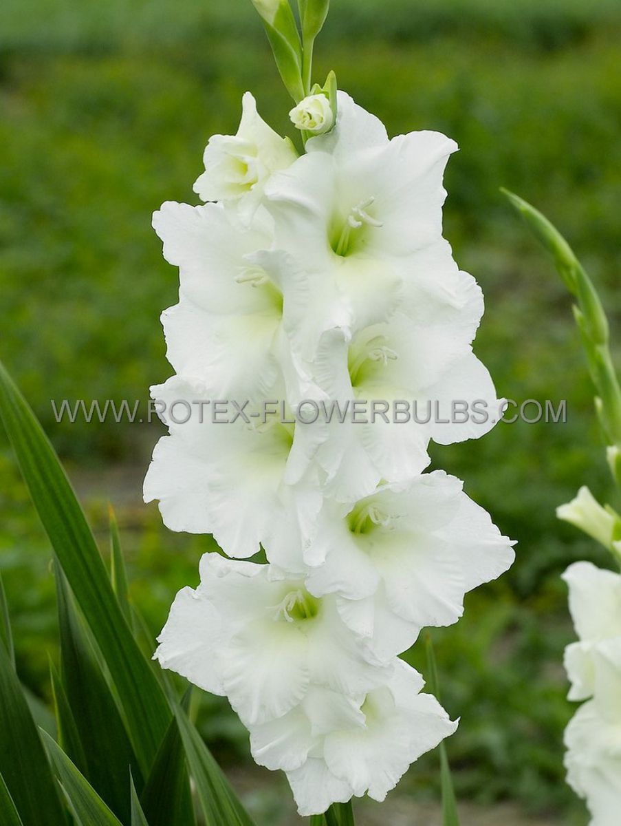 gladiolus large flowering paloma blanca 1214 cm 10 pkgsx 10