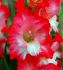 gladiolus large flowering pink lady 1214 cm 10 quality pkgsx 10