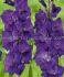 gladiolus large flowering purple flora 1214 cm 10 quality pkgsx 10
